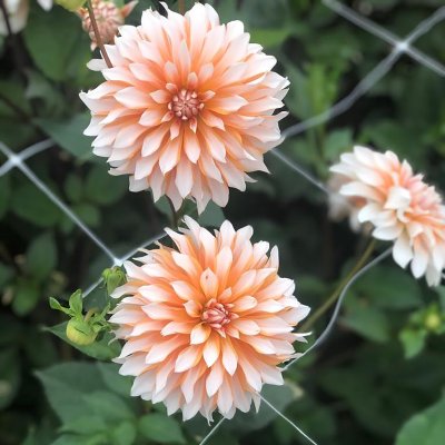 Dahlia Dekorativ Orange and Snow 1st