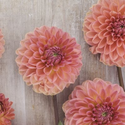 Dahlia Boll Orange Favourite 1st
