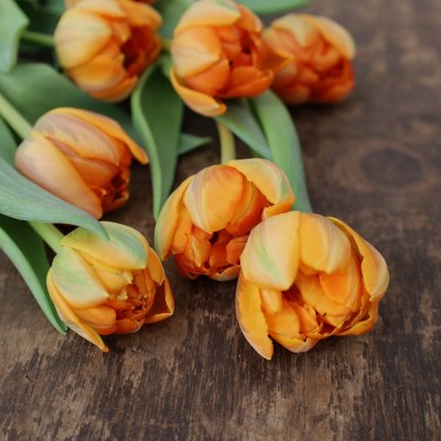 Tulpan Mix Dark Fire 30st