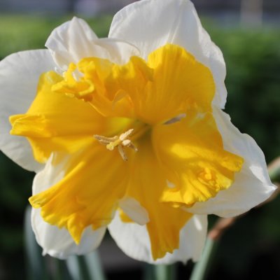 Narcissus inco. Orangery