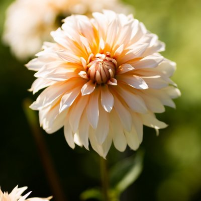 Dahlia Dekorativ Orange and Snow 1st