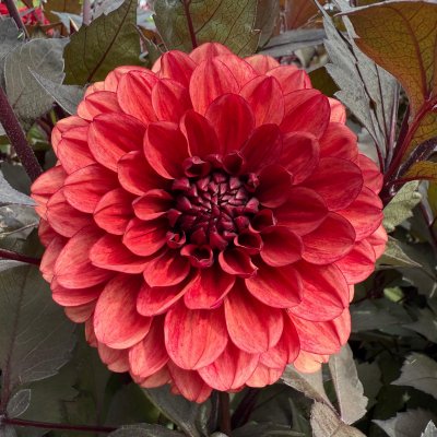 Dahlia Dekorativ Orient Express 1st