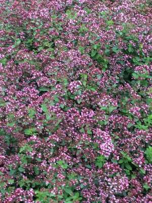 Origanum laevigatum Herrenhausen, Purpurmejram, C11cm