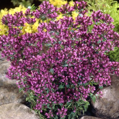 Origanum laevigatum Hopleys, Purpurmejram