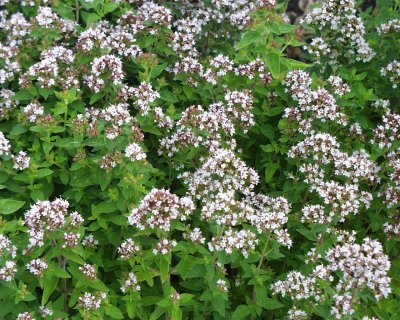 Origanum vulgare Aureum, Kungsmynta, Oregano