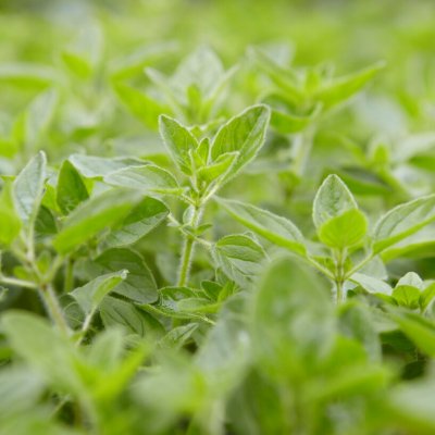 Origanum vulgare, Kungsmynta, Oregano, C13cm