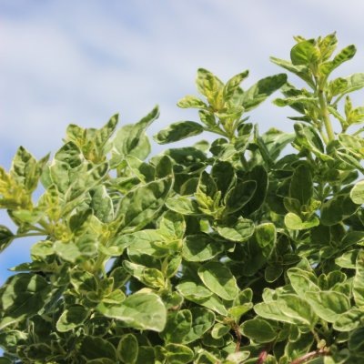 Origanum vulgare Aureum Variegata, Oregano, C13cm