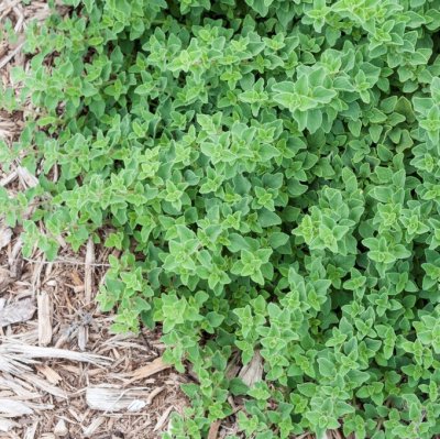 Oregano, Stickling, Origanum vulgare Hot & Spicy 3-pack