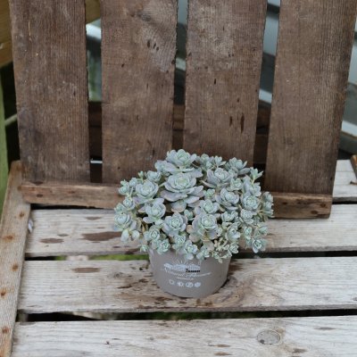 Orostachys iwarenge