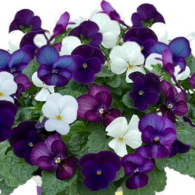Viola cornuta EVO® Mini Mixmasters® Oslo