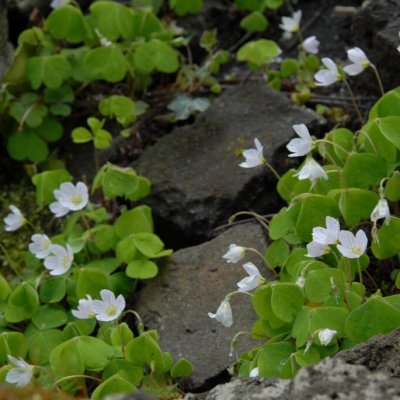 Oxalis acetosella, Harsyra