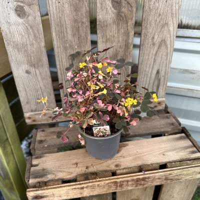 Oxalis vulcanicola Crazy Plum, Oxalis