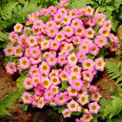 Oxalis depressa, Soloxalis, P9cm