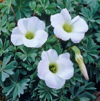 Oxalis enneaphylla Alba, Klippoxalis, P9cm