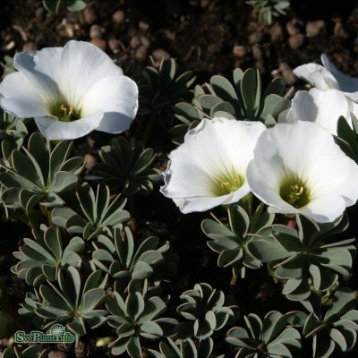 Oxalis enneaphylla Alba, Klippoxalis, P9cm