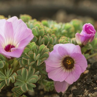 Oxalis Dark Eye, Oxalis, P9cm
