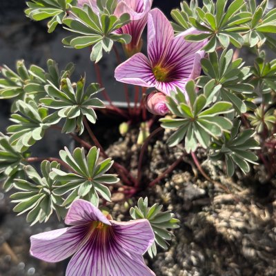 Oxalis enneaphylla Fairytale