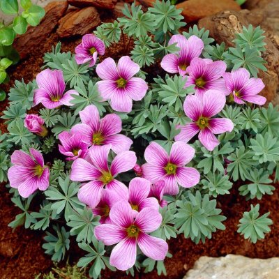 Oxalis enneaphylla x laciniata Ione Hecker, Stenoxalis, P9cm