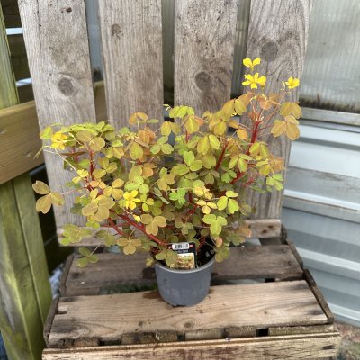 Oxalis spiralis vulcanicola Gold, Oxalis