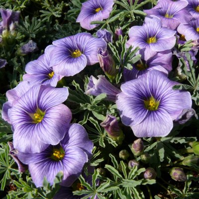 Oxalis laciniata, Krusoxalis, P9cm