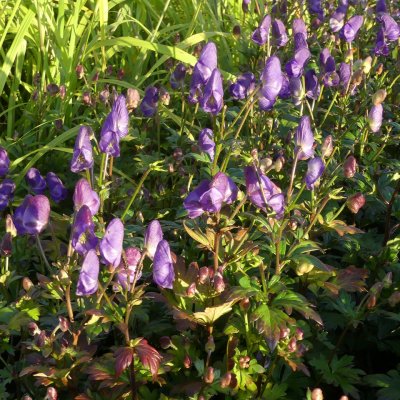 Aconitum napiforme Håkan Tuffing, Koreansk Stormhatt, P11cm