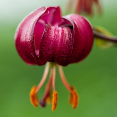 Lilium martagon P320 (JW10), Krollilja, P11cm