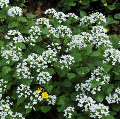 Pachyphragma macrophyllum, Jätteskärvfrö, P9cm