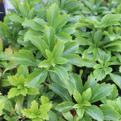 Pachysandra terminalis, Skuggröna, P9cm