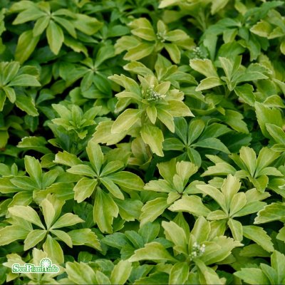 Pachysandra terminalis, Skuggröna, P9cm