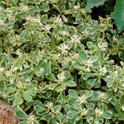 Pachysandra terminalis Variegata, Skuggröna, P9cm