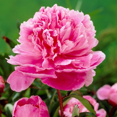 Paeonia lactiflora Dr. Alexander Fleming, Luktpion