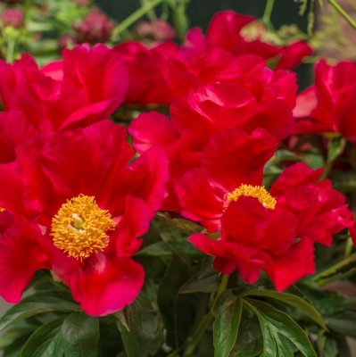 Paeonia hybrid America, Pion, C3
