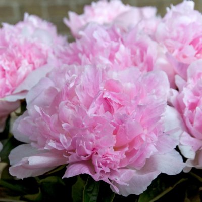 Paeonia lactiflora Angel Cheeks, Luktpion, C3