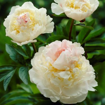 Paeonia lactiflora Blush Queen, Luktpion, C3
