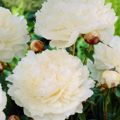 Paeonia lactiflora Bowl of Cream, Japansk Luktpion, barrot 3/5 ögon