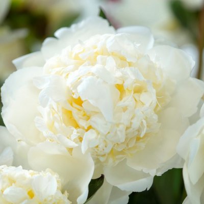 Paeonia lactiflora Bridal Shower, Luktpion, barrot 3/5 ögon