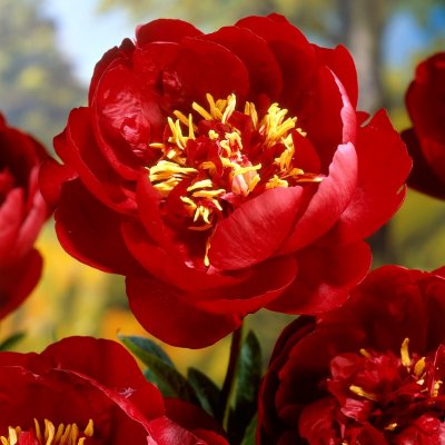 Paeonia lactiflora Buckeye Belle, Luktpion, C3