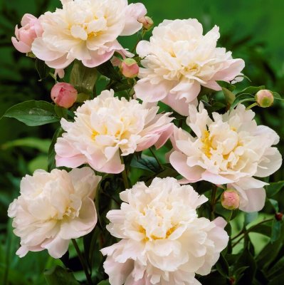 Paeonia lactiflora Catharina Fontijn, Luktpion, barrot 3/5 ögon