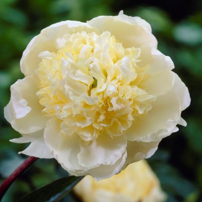 Paeonia lactiflora Charlie´s White, Luktpion