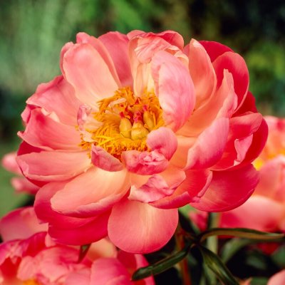 Paeonia lactiflora Coral Beach, Luktpion