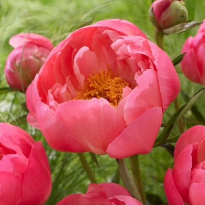 Paeonia lactiflora Coral Charm, Luktpion