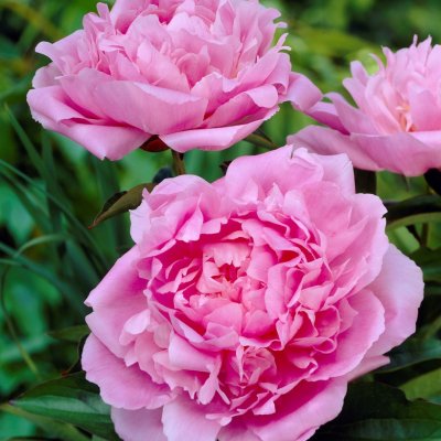 Paeonia lactiflora Dinner Plate, Luktpion, C3