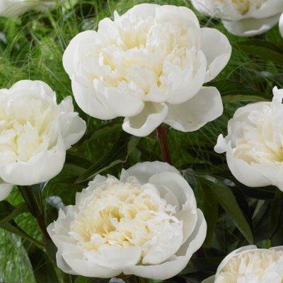 Paeonia lactiflora Duchesse de Nemours, Luktpion