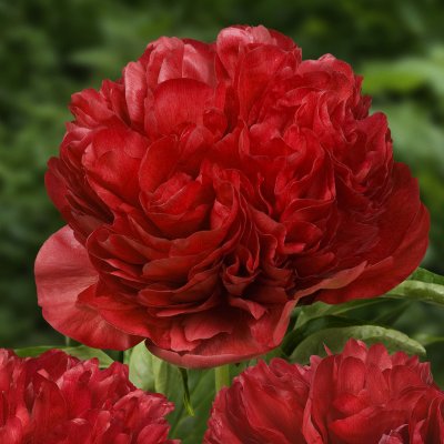 Paeonia lactiflora Eliza Lundy