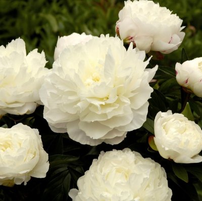 Paeonia lactiflora Elsa Sass, Luktpion, C3