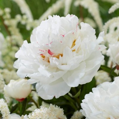 Paeonia lactiflora Festiva Maxima, Luktpion
