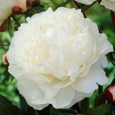 Paeonia lactiflora Gardenia, Luktpion, barrot 3/5 ögon