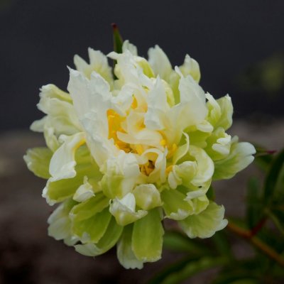 Paeonia lactiflora Green Halo, Luktpion, barrot 3/5 ögon