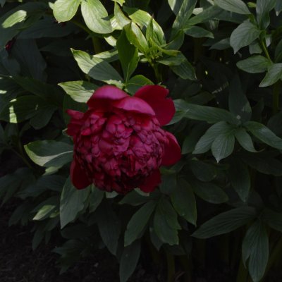Paeonia hybrid Christmas Velvet, Pion, C3