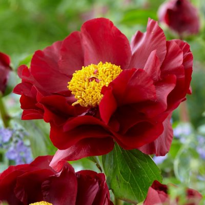 Paeonia hybrid The Mackinac Grand